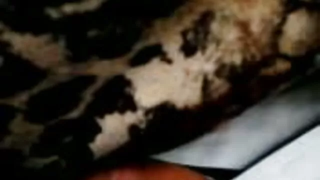 Porno Geen registratie  Nikker zuigt. sexfimpjes gratis